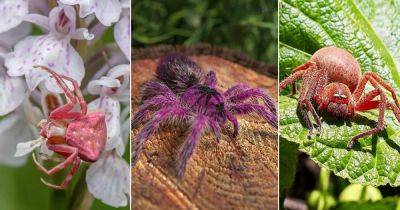 5 Beautiful Pink Spiders Around the World - balconygardenweb.com