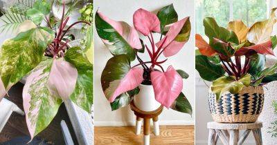 6 Most Beautiful Pink Philodendrons - balconygardenweb.com