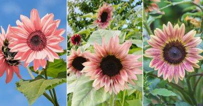 9 Best Types of Pink Sunflower Varieties - balconygardenweb.com