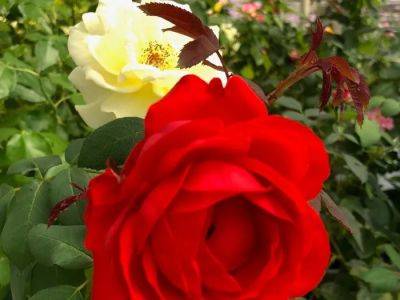 Brian Minter: Innovation in breeding creating hardier, disease-tolerant roses - theprovince.com