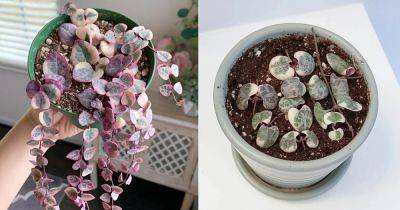 String of Hearts Plant Care and How to Grow It - balconygardenweb.com