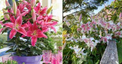 Pink Lily Meaning and Symbolism - balconygardenweb.com