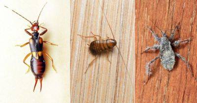 11 Common Tiny Black Bugs in Bathroom with No Wings - balconygardenweb.com