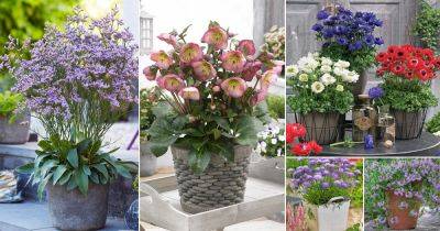 24 Lesser Known Flowers to Grow in Beautiful Flower Pots - balconygardenweb.com