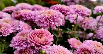 Identify and Control 13 Common Chrysanthemum Pests - gardenerspath.com