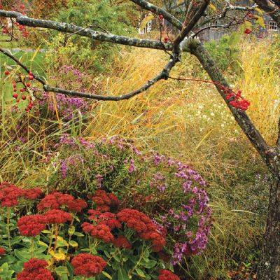 Essential Plants for the Fall Garden - finegardening.com