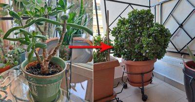 Top Tips on Pruning a Jade Plant to Make it Bushier and Bigger - balconygardenweb.com