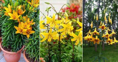 Yellow Lily Meaning | 25 Best Types of Yellow Lilies - balconygardenweb.com
