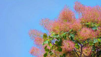 Why the smoke bush is the perfect plant for autumn colour | House & Garden - houseandgarden.co.uk