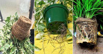 Common Rootbound Plant Symptoms and Solutions - balconygardenweb.com