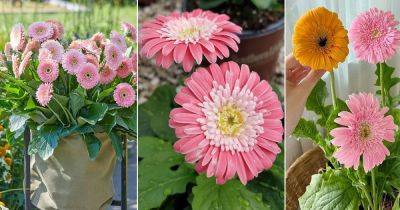 11 Tips on How to Grow Bigger Flowers in Gerbera - balconygardenweb.com