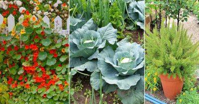 18 Best Companion Plants for Cabbage and Cauliflower - balconygardenweb.com