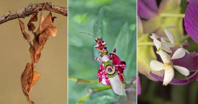 18 Different Types of Praying Mantis You Can Spot in the Garden - balconygardenweb.com - Usa - county Garden