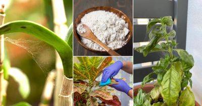 23 Best Ways on How to Get Rid of Spider Mites on Indoor Plants - balconygardenweb.com