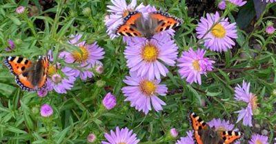 How to keep butterflies all aflutter in your garden and beyond - irishtimes.com