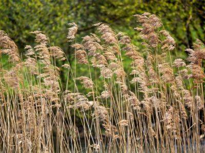 Common Reed: Everything You Need To Know About Phragmites - gardeningknowhow.com - Britain