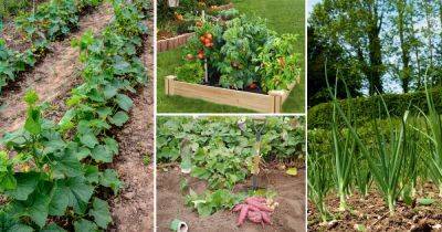 15 Vegetables that Grow Many from One - balconygardenweb.com