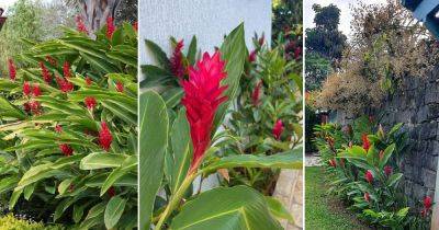 How to Grow Red Ginger Plant Easily - balconygardenweb.com - Philippines - Malaysia - Indonesia