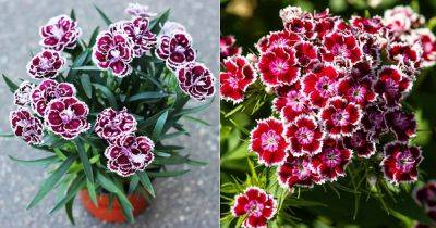 Purple Carnations Meaning and Growing Tips - balconygardenweb.com - Usa