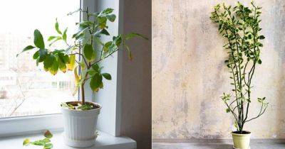 Quick Checklist to Revive Your Dying Houseplants - balconygardenweb.com