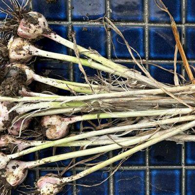Growing Garlic in the Rocky Mountains - finegardening.com - Usa