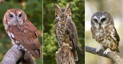 12 Common Owls in Maryland - balconygardenweb.com - state Maryland