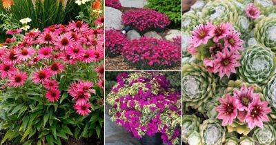 41 Most Beautiful Magenta Flowers - balconygardenweb.com