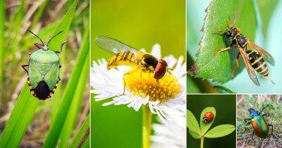 50 Useful and Beneficial Insects for the Garden - balconygardenweb.com