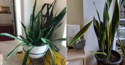 Snake Plant Drooping? Here's What to Do! - balconygardenweb.com