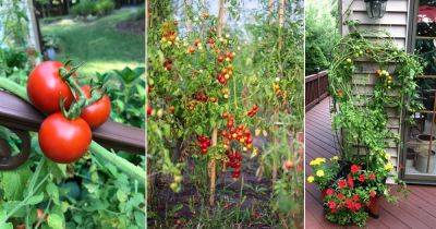 What are Campari Tomatoes and How to Grow Them - balconygardenweb.com