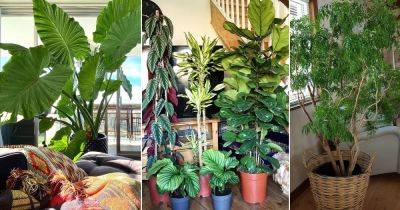 31 Stunning Pictures of Tall Tree Like Houseplants - balconygardenweb.com - state Colorado