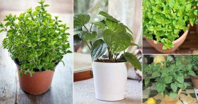 13 Herbs You Can Grow for Cough and Cold - balconygardenweb.com