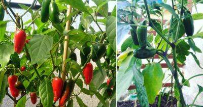 How to Grow Jalapeños in Pots | Jalapeño Plant Care - balconygardenweb.com - Mexico - Chile