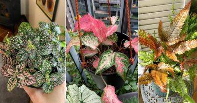 9 Indoor Plants That Can Change Color - balconygardenweb.com