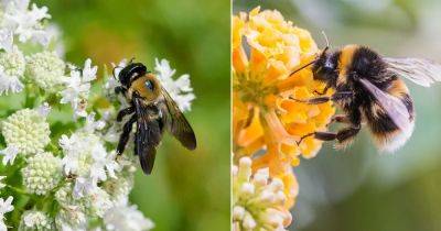 Carpenter Bee vs Bumble Bee: All the Differences! - balconygardenweb.com