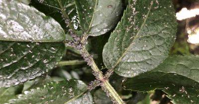 Your gardening questions answered: Aphids have ravaged my trees, should I get pruning? - irishtimes.com - Ireland