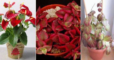 11 Charming Red Heart Shaped Indoor Plants - balconygardenweb.com - state Florida