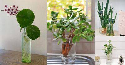 10 Plants for the Home Office You Can Grow in Water - balconygardenweb.com