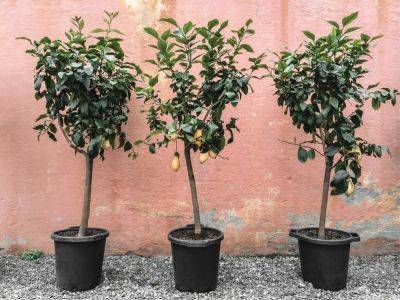Small Fruit Trees That Are Perfect For Home Orchards - gardeningknowhow.com