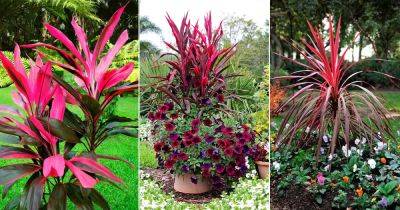 10 Secrets on How to Enhance the Color of Cordyline Plant - balconygardenweb.com