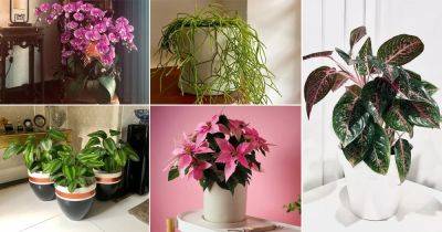 100 Wishlist Indoor Plants from Instagram - balconygardenweb.com