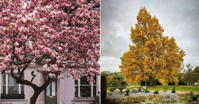 Magnolia vs. Tulip Tree: All the Differences - balconygardenweb.com