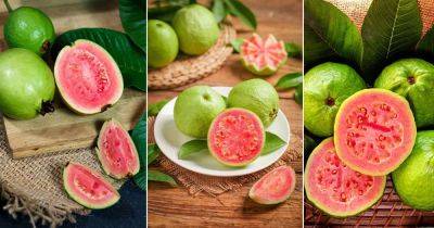 9 Best Red and Pink Guava Varieties - balconygardenweb.com - Brazil - Malaysia