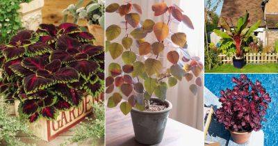 16 Best Red Tropical Plants for Growing Indoors & Outdoors - balconygardenweb.com