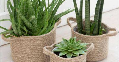Eight of the Best Indoor Plant Pots - gardenersworld.com - Britain
