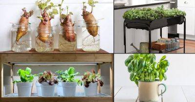 15 Indoor Vegetable Garden Ideas | Best Vegetables You Can Grow Indoors - balconygardenweb.com