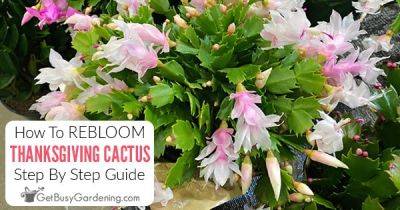 How To Get Your Thanksgiving Cactus To Bloom Again - getbusygardening.com - Usa - Brazil