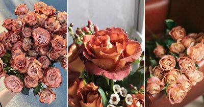 7 Stunning Brown Roses Varieties and Their Meaning - balconygardenweb.com