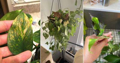 11 Most Common Pothos Plant Problems and Their Solutions - balconygardenweb.com