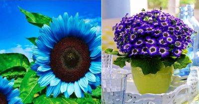 Blue Sunflower: Is it a Reality or a Myth? - balconygardenweb.com